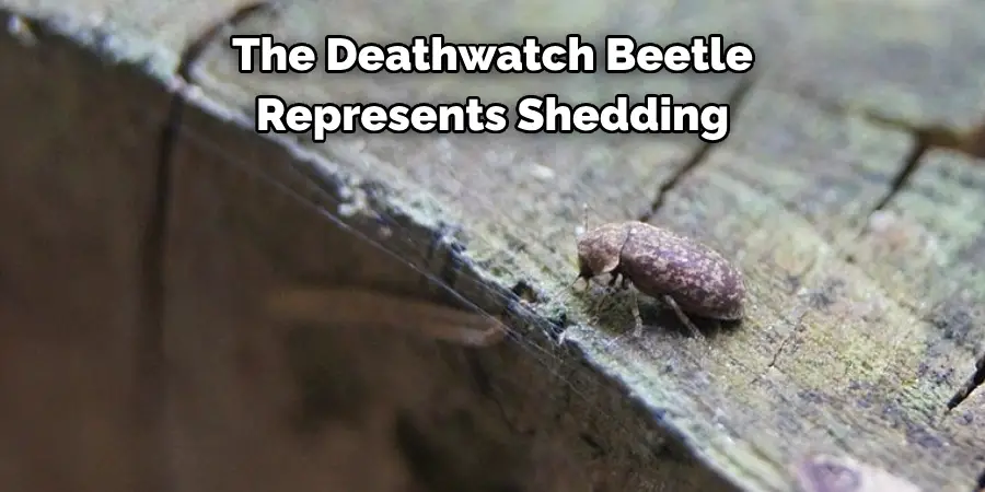 The Deathwatch Beetle 
Represents Shedding
