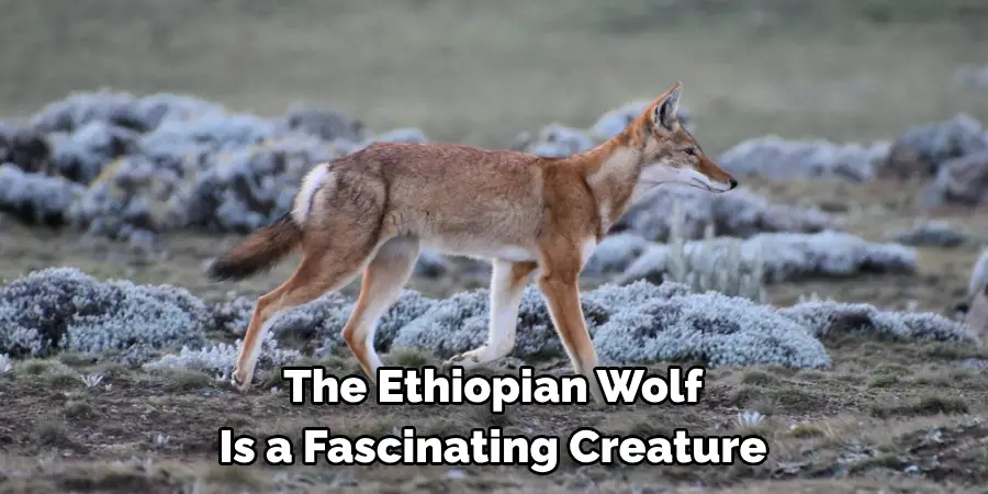 The Ethiopian Wolf 
Is a Fascinating Creature