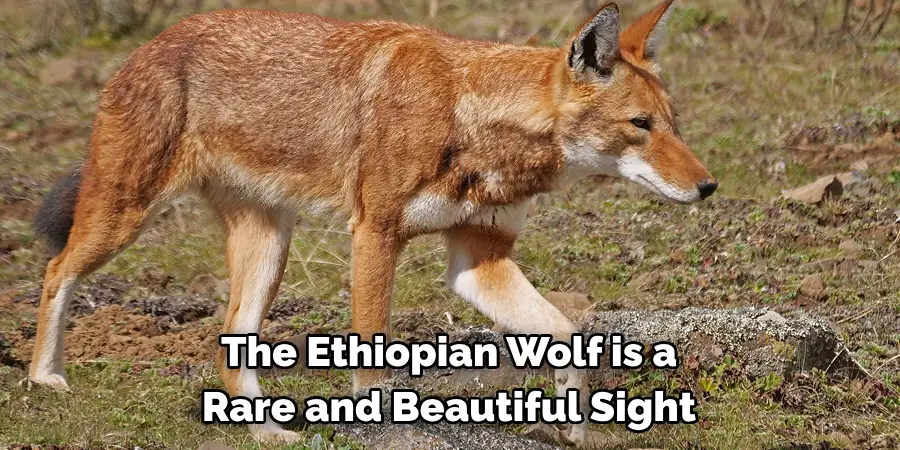 The Ethiopian Wolf is a 
Rare and Beautiful Sight