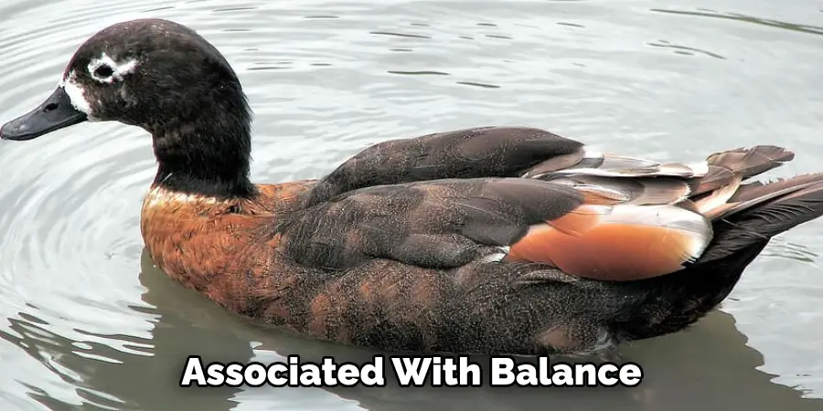 The Eurasian Teal 
Duck is an Elegant 