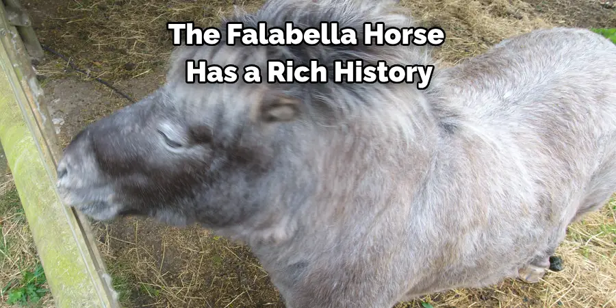 The Falabella Horse 
Has a Rich History 