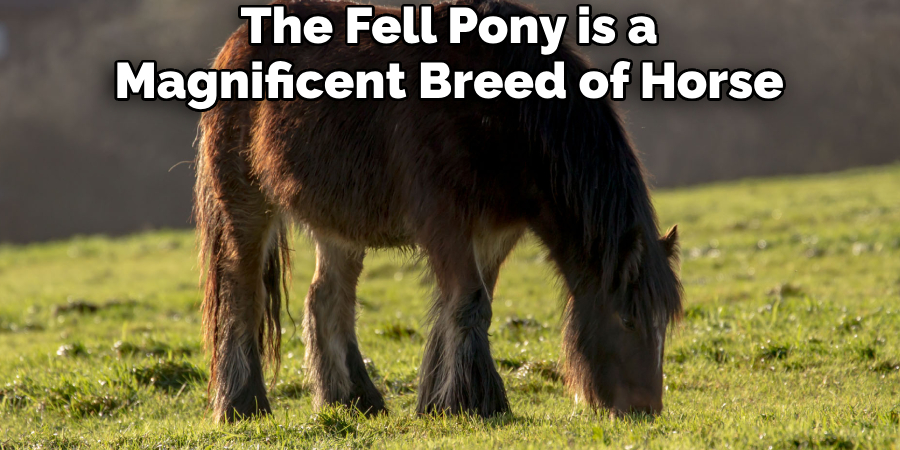 The Fell Pony is a Magnificent Breed of Horse