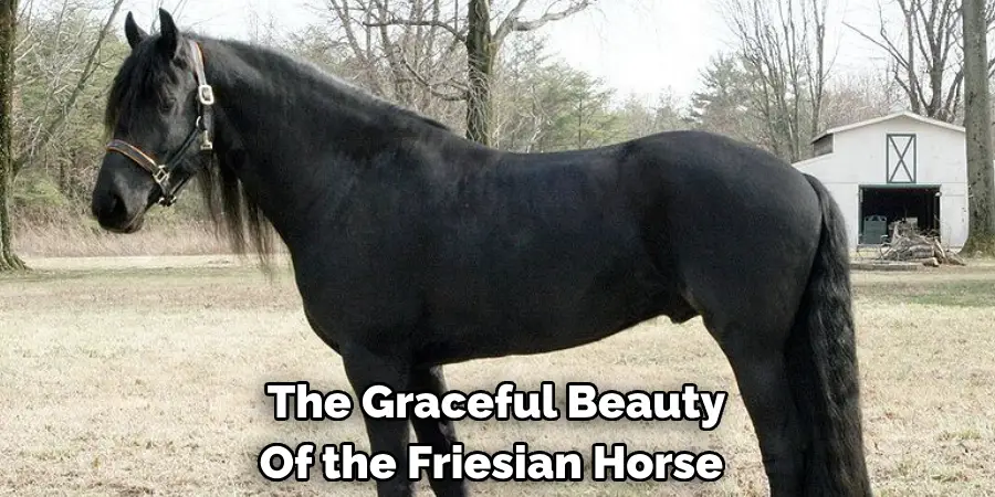 The Graceful Beauty 
Of the Friesian Horse 