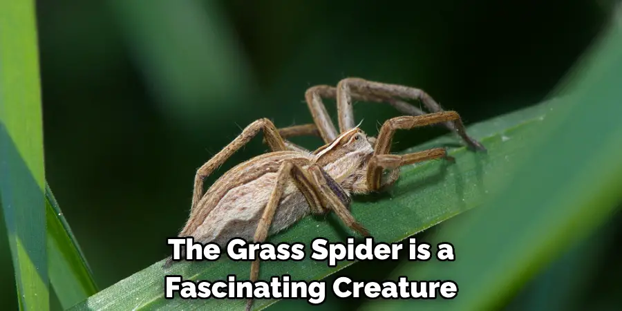 The Grass Spider is a 
Fascinating Creature