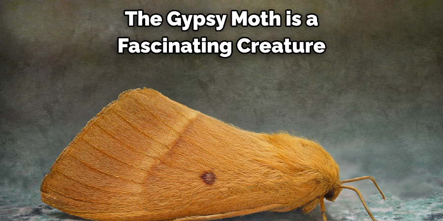 The Gypsy Moth is a 
Fascinating Creature