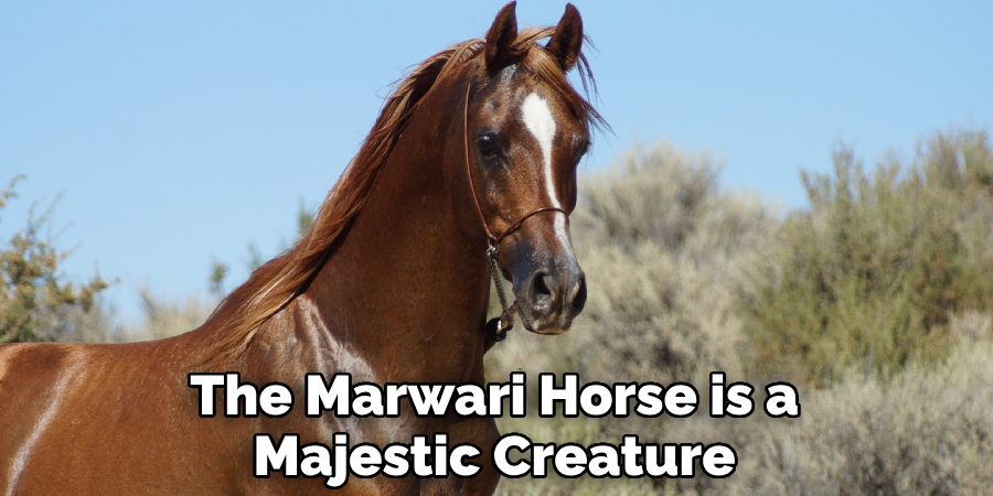 The Marwari Horse is a Majestic Creature