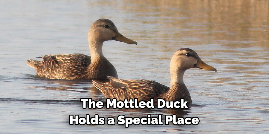 The Mottled Duck 
Holds a Special Place