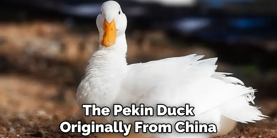 The Pekin Duck Originally From China