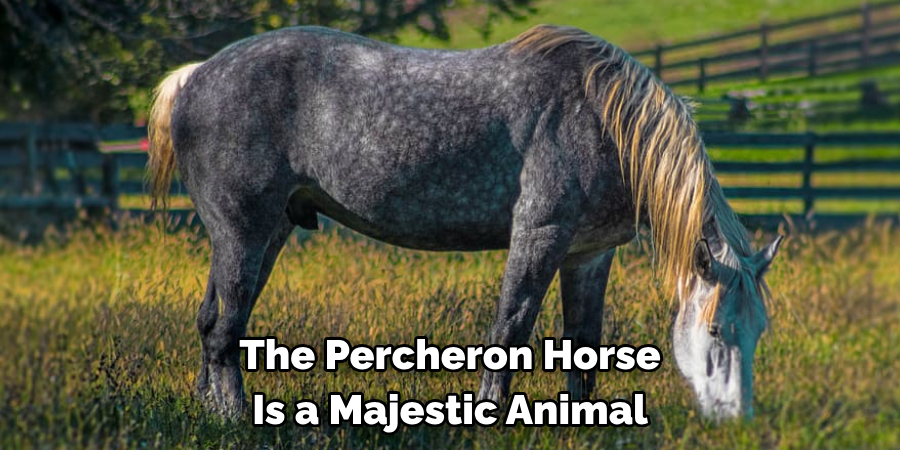 The Percheron Horse
Is a Majestic Animal