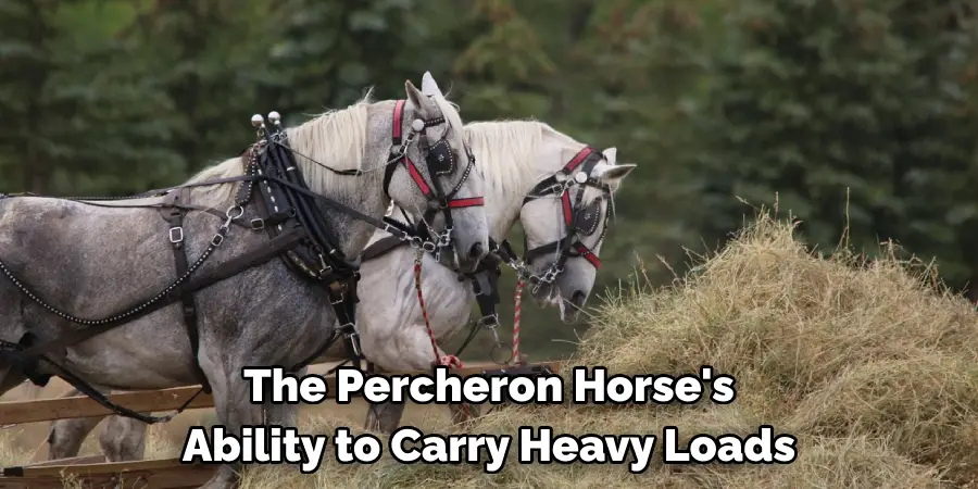 The Percheron Horse's 
Ability to Carry Heavy Loads