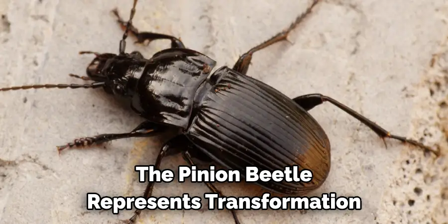 The Pinion Beetle 
Represents Transformation