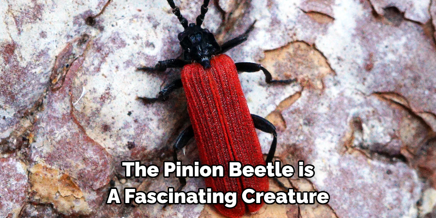 The Pinion Beetle is 
A Fascinating Creature