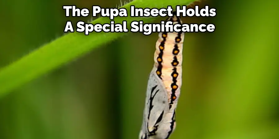 The Pupa Insect Holds A Special Significance