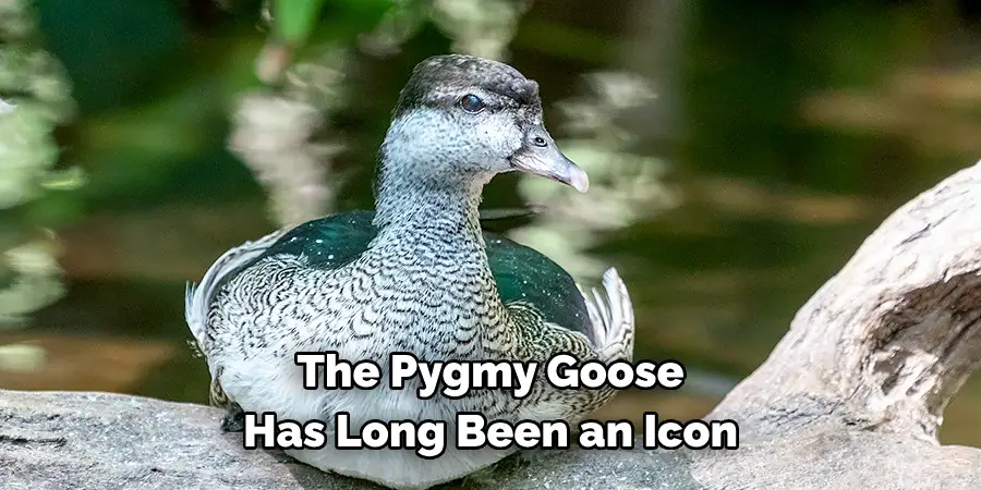 The Pygmy Goose 
Has Long Been an Icon