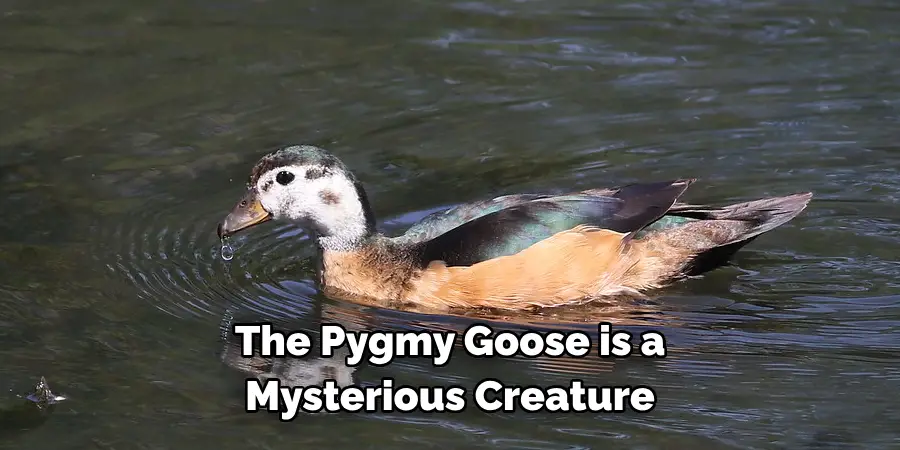 The Pygmy Goose is a 
Mysterious Creature 