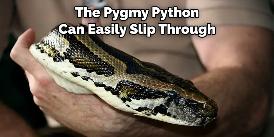 The Pygmy Python 
Can Easily Slip Through