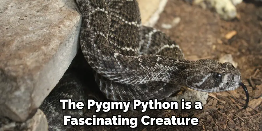The Pygmy Python is a 
Fascinating Creature