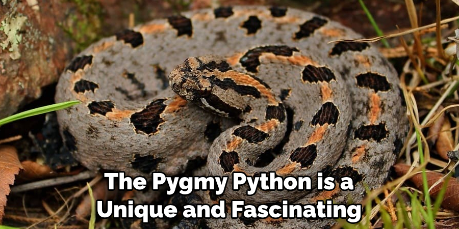 The Pygmy Python is a 
Unique and Fascinating