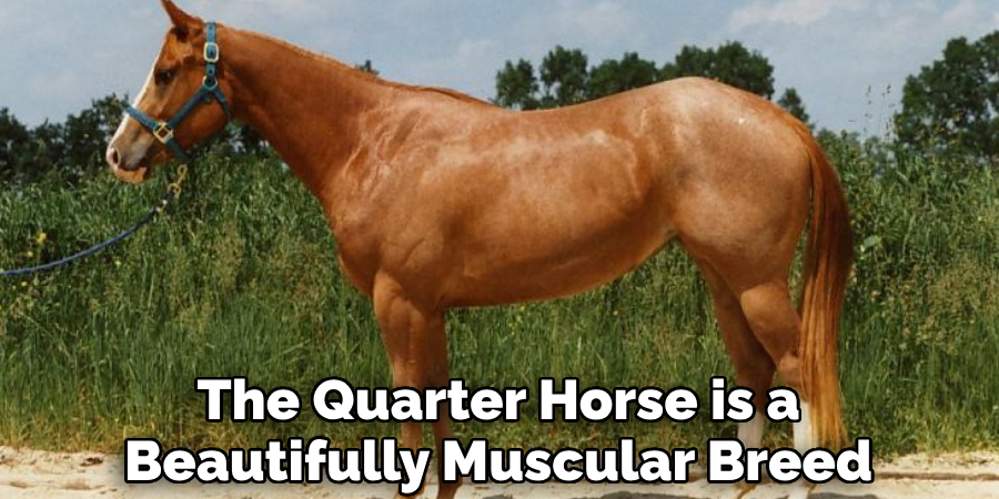 The Quarter Horse is a Beautifully Muscular Breed