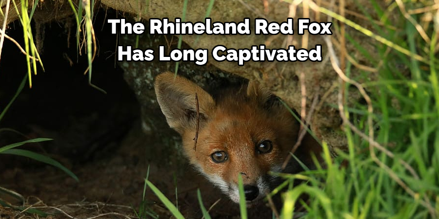 The Rhineland Red Fox 
Has Long Captivated 
