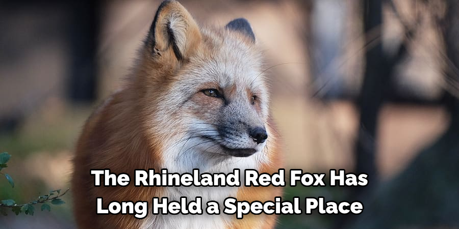 The Rhineland Red Fox Has 
Long Held a Special Place