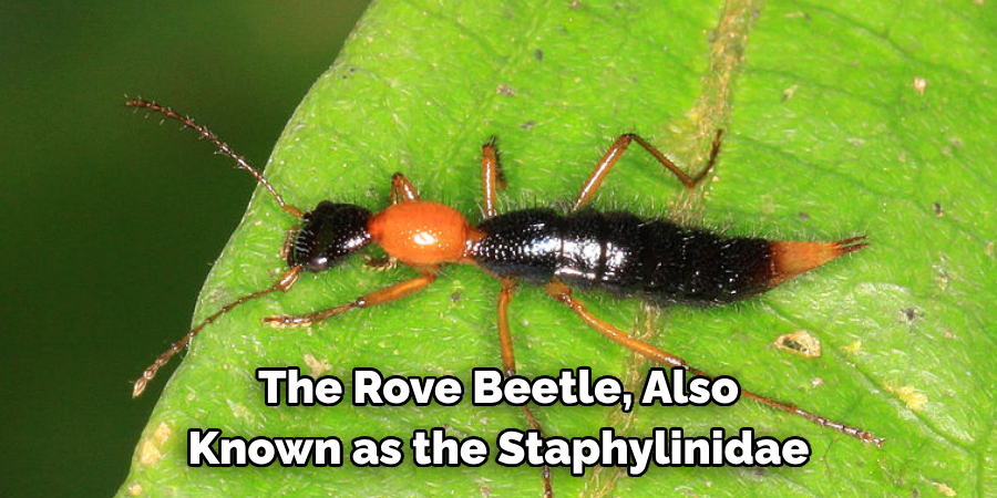 The Rove Beetle, Also 
Known as the Staphylinidae