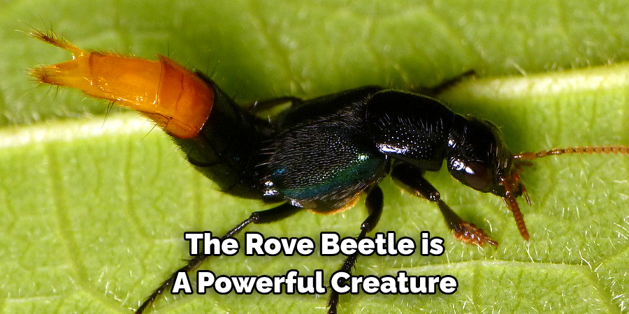 The Rove Beetle is 
A Powerful Creature