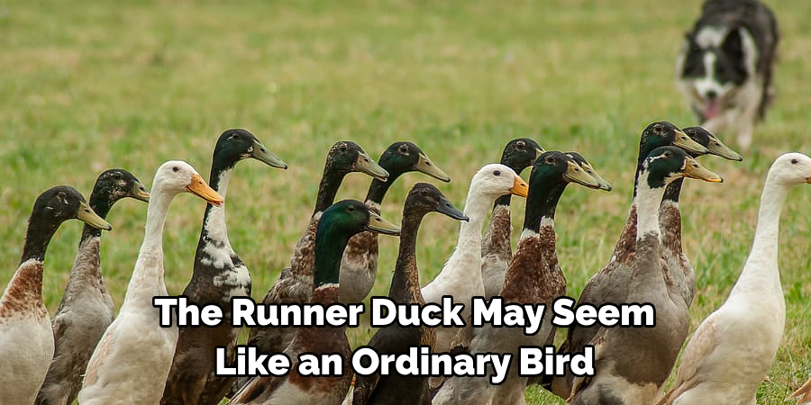 The Runner Duck May Seem 
Like an Ordinary Bird