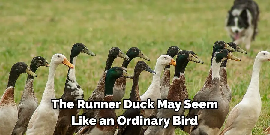 The Runner Duck May Seem
Like an Ordinary Bird