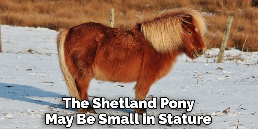 The Shetland Pony May Be Small in Stature