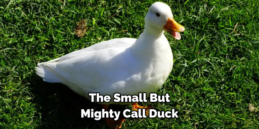 The Small But 
Mighty Call Duck