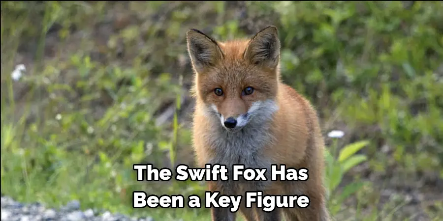 The Swift Fox Has 
Been a Key Figure