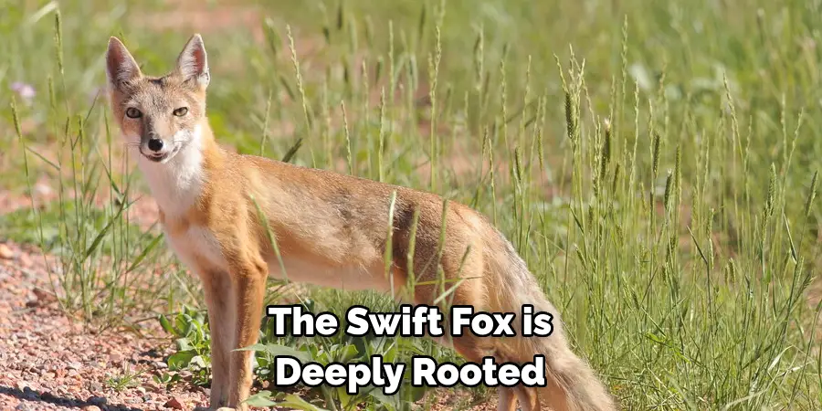 The Swift Fox is 
Deeply Rooted