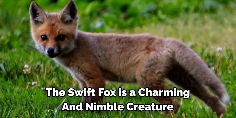 The Swift Fox is a Charming
And Nimble Creature