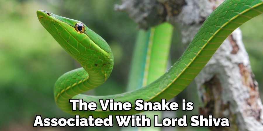 The Vine Snake is Associated With Lord Shiva