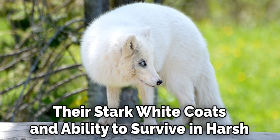 Their Stark White Coats and Ability to Survive in Harsh