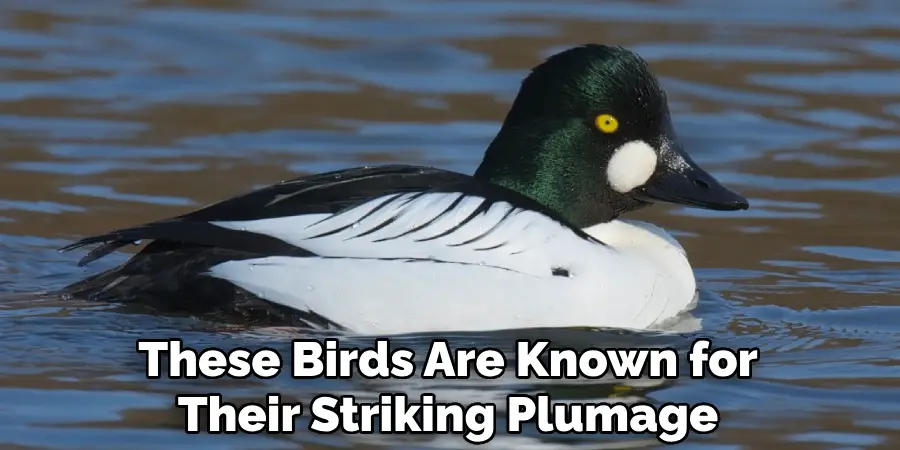 These Birds Are Known for Their Striking Plumage