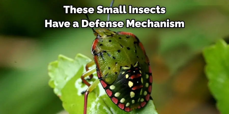 These Small Insects Have a Defense Mechanism