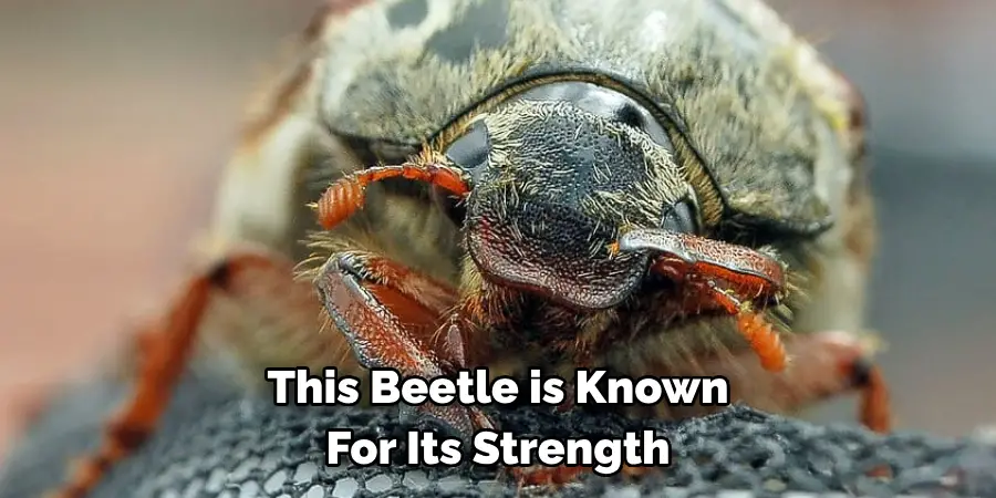 This Beetle is Known 
For Its Strength