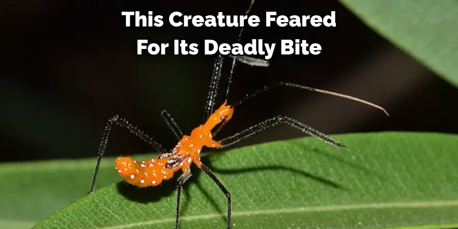 This Creature Feared 
For Its Deadly Bite