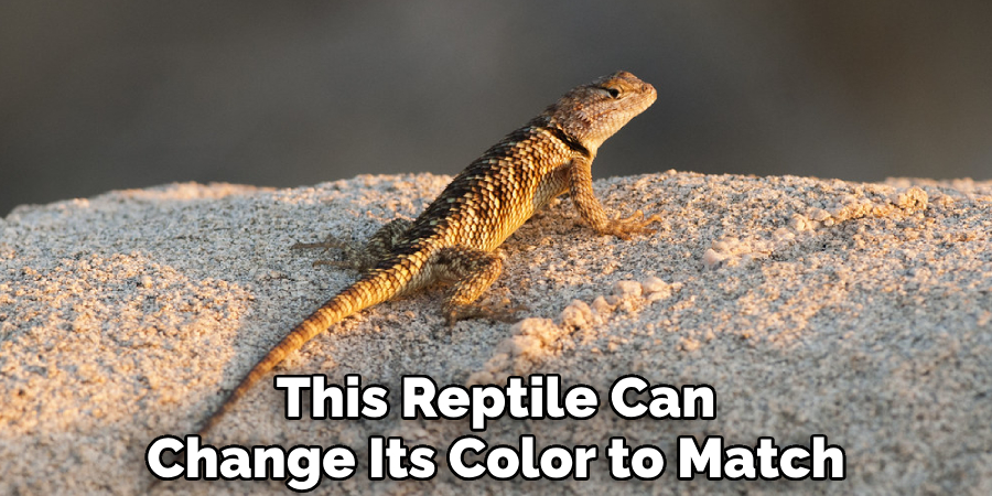 This Reptile Can
Change Its Color to Match