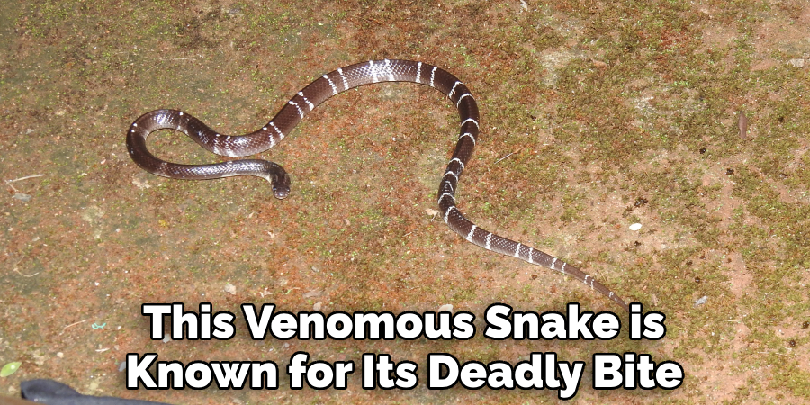 This Venomous Snake is Known for Its Deadly Bite