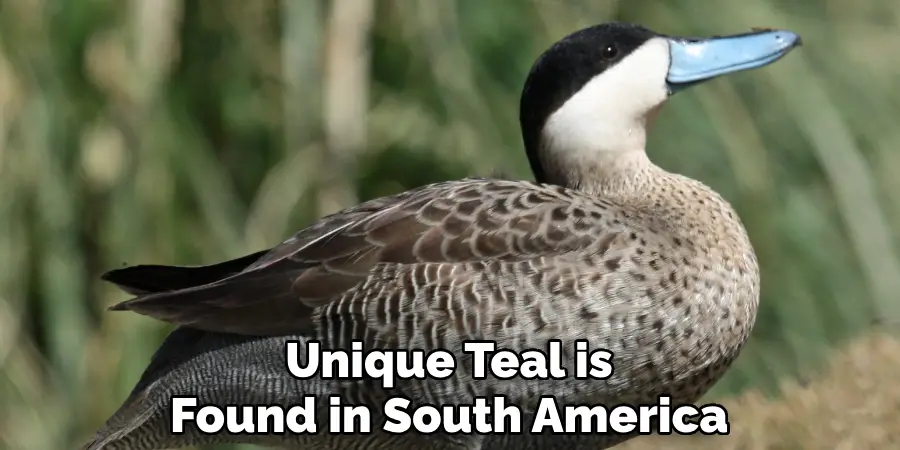 Unique Teal is Found in South America