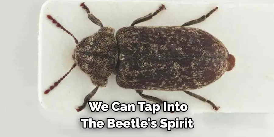  We Can Tap Into 
The Beetle's Spirit