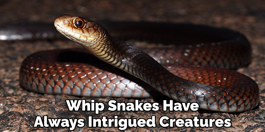 Whip Snakes Have Always Intrigued Creatures