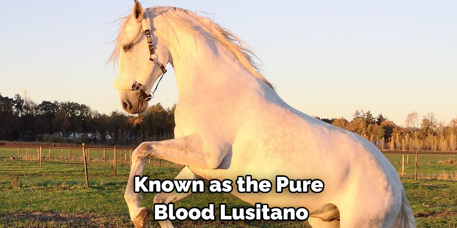 known as the Pure Blood Lusitano