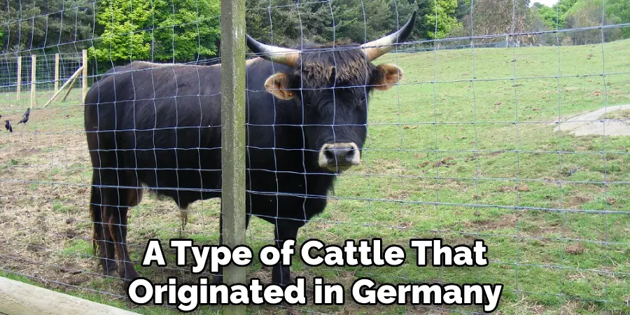 A Type of Cattle That Originated in Germany