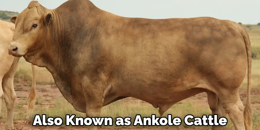 Also Known as Ankole Cattle