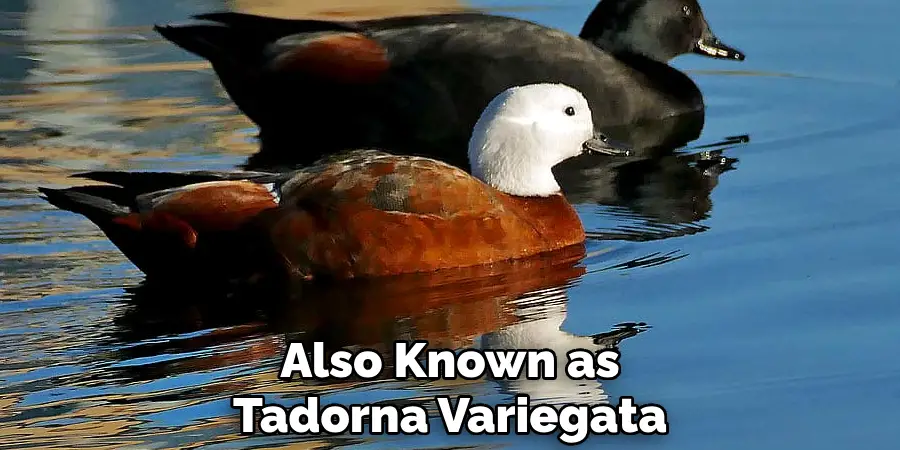 Also Known as Tadorna Variegata
