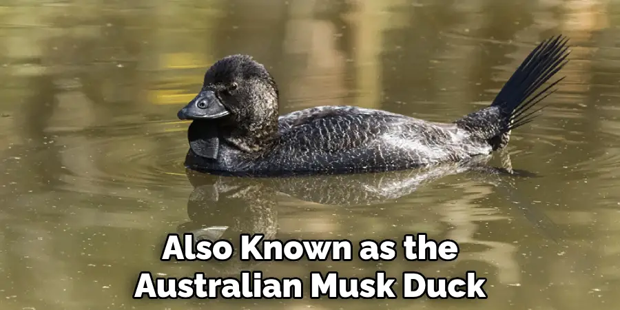 Also Known as the Australian Musk Duck